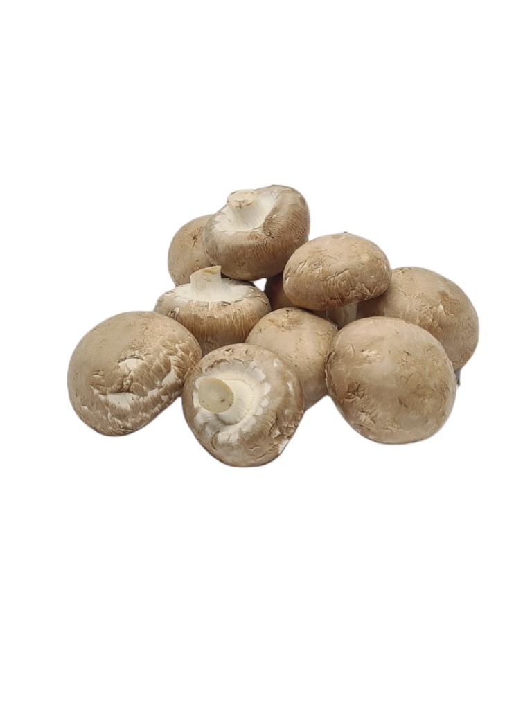 Champignons Bio regional