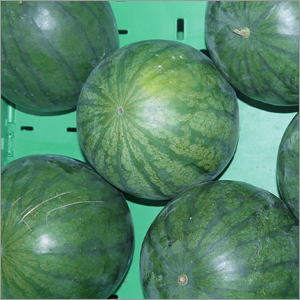 [302568] Wassermelone Stk. Bio